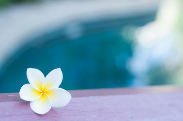 Fototapeta na wymiar Pool with blue clear water frangipani flower, Plumeria. Relaxation, vacation background
