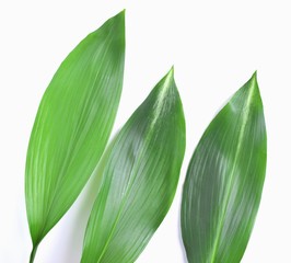 Obraz premium ハランの葉、白背景