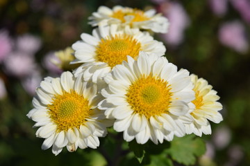 食用菊 料理食材