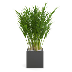 Decorative Areca Palm tree isolated on white background. 3D Rendering.