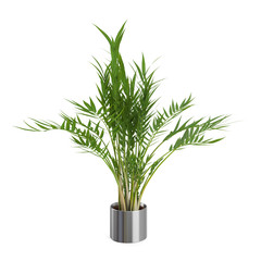 Decorative Areca Palm tree isolated on white background. 3D Rendering.