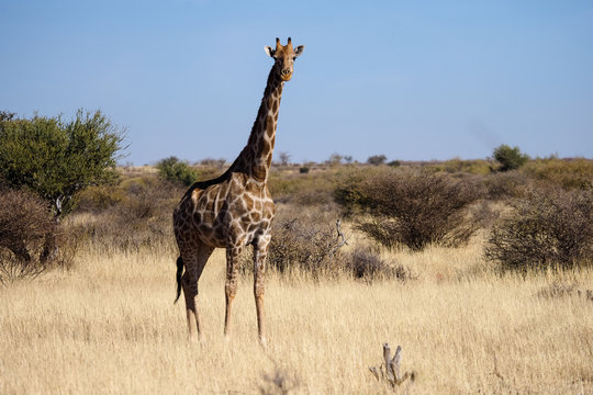 Close up image of a giraffe walking in the kalahari in the Northern Cape province of South Africa 