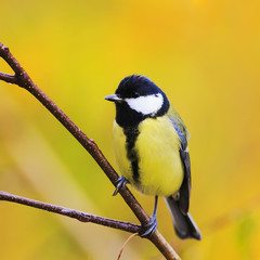 Obraz premium funny portrait of cute birds Tits on the background of bright yellow leaves in autumn Park