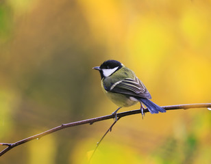 portrait of cute birds Tits on the background of bright