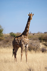 Close up image of a giraffe walking in the kalahari in the Northern Cape province of South Africa 