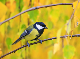 portrait of cute birds Tits on the background of bright yellow leaves in autumn Park