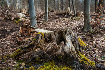 Fabelwesen in abgeholztem Wald