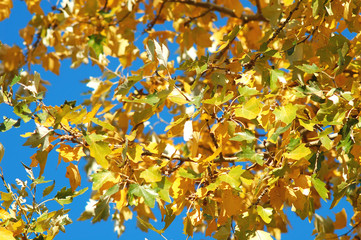 A poplar branch with autumn golden and green lush foliage on the background of blue sky.