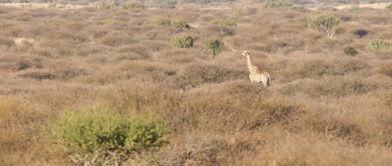 Obraz na płótnie Canvas Close up image of a giraffe walking in the kalahari in the Northern Cape province of South Africa 