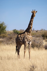 Close up image of a giraffe walking in the kalahari in the Northern Cape province of South Africa 
