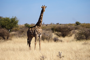 Close up image of a giraffe walking in the kalahari in the Northern Cape province of South Africa 