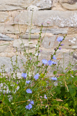 Ancient stone wall with blue flowers