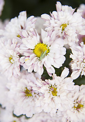 Grasshopper relaxing on the flowers 