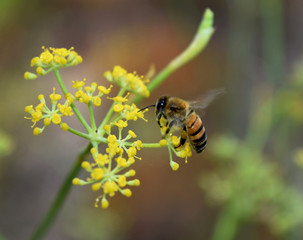 Abeille en vol butinant une fleur de fenouil