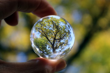 A view of a tall tree through a glass bowl.