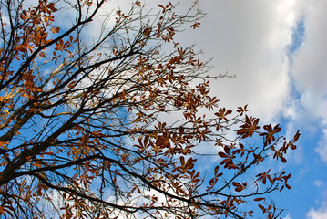 Yellow dry leaves in branches of chestnut on blue cloudy sky background, autumn in Ukraine
