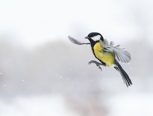 Fototapeta premium cute bird flying with its wings outstretched widely among snowfall