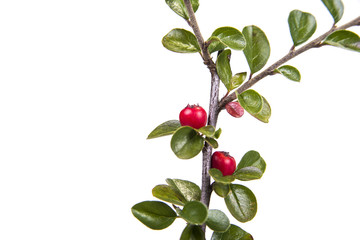 Obraz premium Green branch with leaves pick from the meadow in fall. Autumn scene