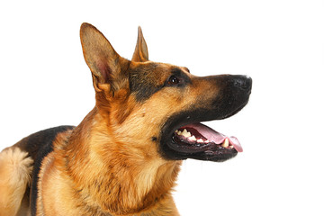 dog - shepherd dog on a white background
