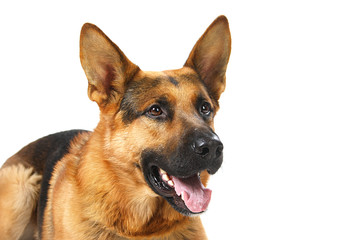 dog - shepherd dog on a white background
