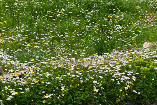 Prairie fleurie Anthemis