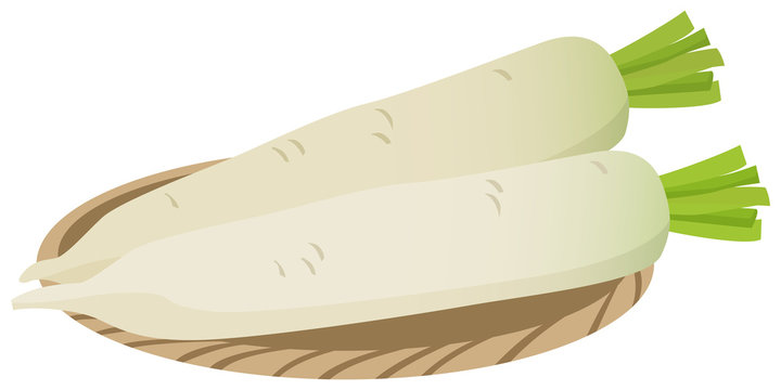 大根　イメージイラスト