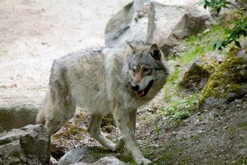 A wolf in Sweden