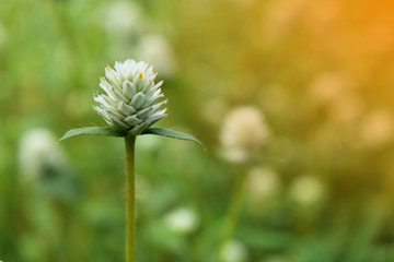 white flower of green grass in garden for background in selective focus