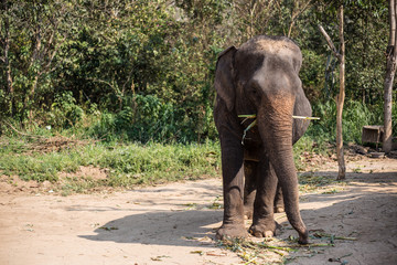 Obraz premium Asia Elephant in Thailand