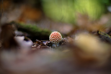 Amanita muscaria (fly agaric or fly amanita)