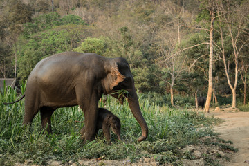 Obraz premium Asia Elephant in Thailand