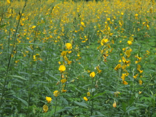 Fototapeta premium Yellow flowers / Yellow garden flowers