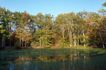 Mare aux Evées en forêt de fontainebleau
