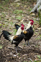 Colorful rooster on green natural backgrpund