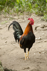 Colorful rooster on green natural backgrpund