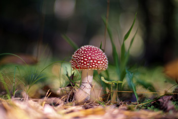 Amanita muscaria (fly agaric or fly amanita)