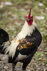 Colorful rooster on green natural backgrpund