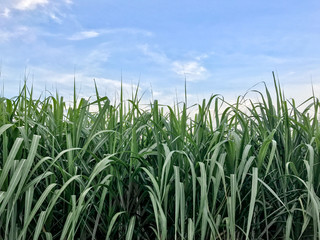 Sugarcane field Thailand.