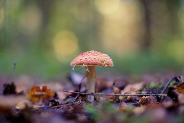 Amanita muscaria (fly agaric or fly amanita)
