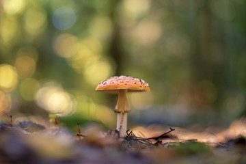 Amanita muscaria (fly agaric or fly amanita)