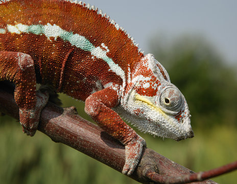 Red Chameleon climbing on tree branch