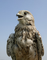 Female Kestrel Falco Tinnuncululus