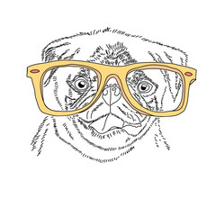 Dog with yellow glasses. Cute pug portrait. Vector sketch illustration.