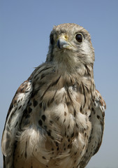 Female Kestrel Falco Tinnuncululus