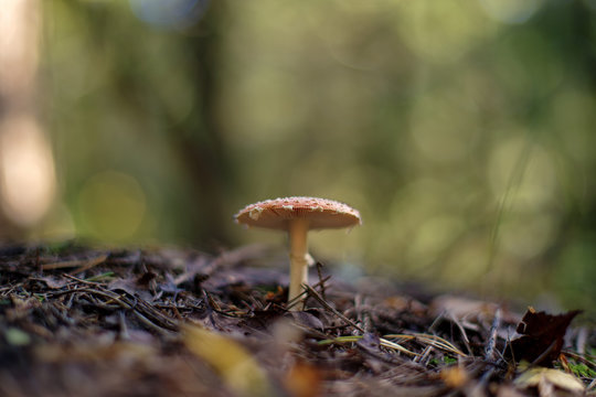 Amanita muscaria (fly agaric or fly amanita)