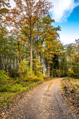 Obraz premium Road in the forest in autumn, scenic landscape with colorful trees in fall scenery of nature