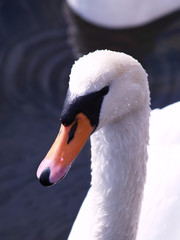 Swan