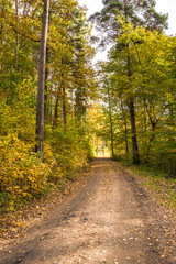 Fototapeta na wymiar Path in the forest in autumn, scenic landscape with colorful trees in fall scenery of nature