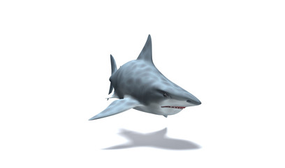 Requin Blanc nageant prêt du fond