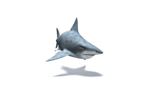 Requin Blanc nageant pr&ecirc;t du fond
